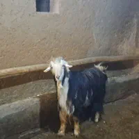 دوبر /میش و بره/بره