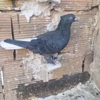 زاغ دم سفید نر