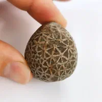 فسیل کمیاب ترین خارپوست ایرانی بی نظیر و کلکسیونی