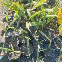 فروش نهال پالم