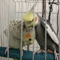 فروش یک جفت عروس هلندی