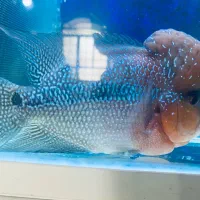 ماهی فلاور