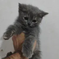 توله گربه بریتیش بلو
