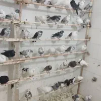 فروش  کبوتر‌کاشونی دمگیر طوقی شازده به قیمت خوب|پرنده|شاهین‌شهر, شهرک گلدیس|دیوار