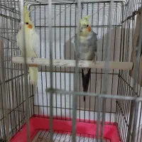 عروس هلندی جفتی همراه با قفس وجوجه|پرنده|الوند, |دیوار