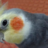 عروس هلندی پیدا شده