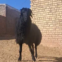 بره قوچ همو