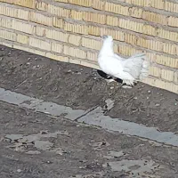 800000|حیوانات|دهدشت, |دیوار