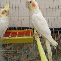 عروس هلندی
