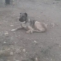 سگ سرابی   نر ۲ ساله|سگ|تهران, بوستان ولایت|دیوار