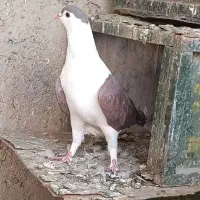 کفترشصتی پلاس افغانی شازده سرخ پلاکی یامسافتی رنگی