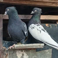 سلام خدمت عشق بازان چندجفت کبوتراصیل وقشنگ