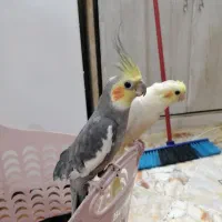 عروس هلندی|پرنده|اردکان, |دیوار