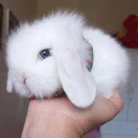 خرگوش مینی لوپ tedy برفی اسکاتلندی|موش و خرگوش|تهران, پونک|دیوار