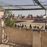 کبوتر پرشی|پرنده|قم, تعویض پلاک|دیوار