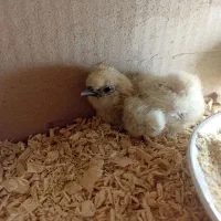 جوجه ابریشمی یک هفته نژاد دار|حیوانات مزرعه|نیشابور, ابراهیم ادهم|دیوار