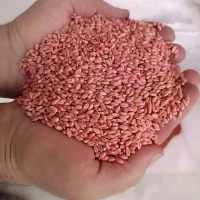 انواع بذر گندم و جو