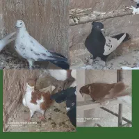 کفتر پلاس سینه ای سروردمسیاه قلمکار بوربوری دمسفید|پرنده|قم, رضویه|دیوار