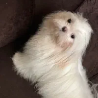 مالتیز نر اصل هست