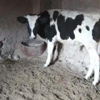 گوساله نر|حیوانات مزرعه|مود, |دیوار