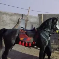 اسب|اسب و تجهیزات اسب‌سواری|حبیب آباد, |دیوار
