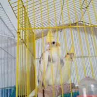 عروس هلندی نروماده|پرنده|لنگرود, |دیوار