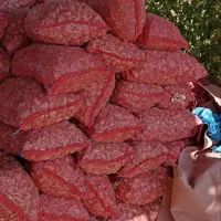 فروش سیر|خوردنی و آشامیدنی|بهار, |دیوار