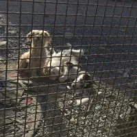 یک جفت سگ شیتزو|سگ|فیروزآباد (فارس), |دیوار