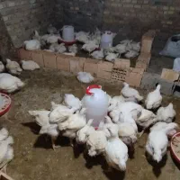 مرغ گوشتی|حیوانات مزرعه|مینودشت, |دیوار