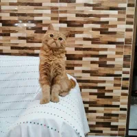 گربه اسکاتیش