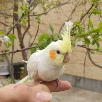 عروس هلندی و مرغ عشق