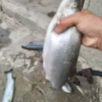 ماهی قزل پرورش