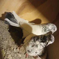 کبوتر پرشی کله دم سبز.. گرگی ..