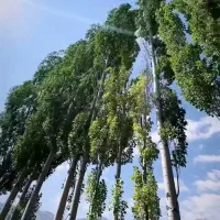 یک قطعه زمین ویو دار کوهپایه رامسر قابل تهاتر