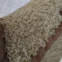 برنج چمپای چیتا کشت یاسوج|خوردنی و آشامیدنی|شیراز, تلخ داش|دیوار