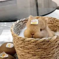 لوپ ومینیاتوری واکسینه بهداشتی|موش و خرگوش|اصفهان, تیران|دیوار