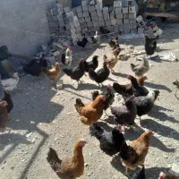 مرغ