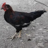 خروس شش ماهه|حیوانات مزرعه|سرپل ذهاب, |دیوار