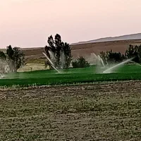 برداشت لوبیا