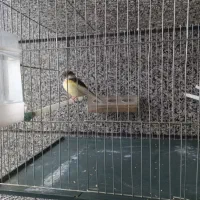 قناری نر گلاستر