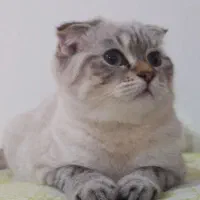 واگذاری گربه اسکاتیش بریتیش