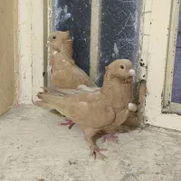 کبوتر موشی سینه فر