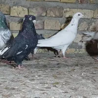 رنگی پلاکی|پرنده|یزد, |دیوار