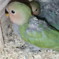 طوطی برزیلی دو ماهه