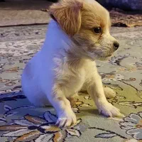 واگذاری پودل کراس