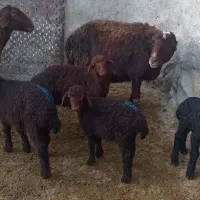 میش  بره|حیوانات مزرعه|سرولایت, |دیوار