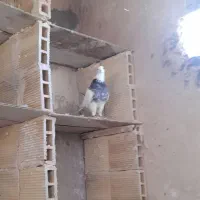 نر طوقی|پرنده|قم, یزدانشهر|دیوار