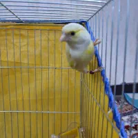 قناری نر ریزه خون با قفس|پرنده|اهواز, کوی مهدیس|دیوار