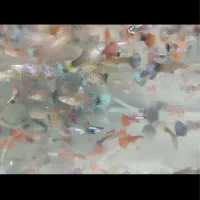 ماهی مولی و گوپی|ماهی|مشهد, ادیب نیشابوری (شهرک غرب)|دیوار