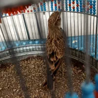 سهره خاکی نر بخون با قفس